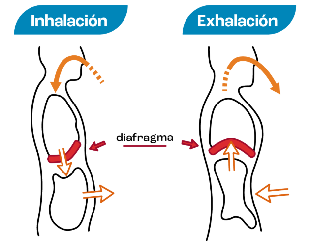 Imagen 2: Esquema de respiración diafragmática