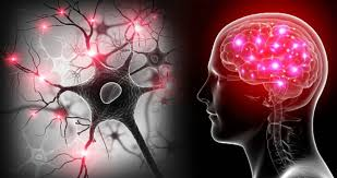 Imagen 3 Neurociencia de las emociones