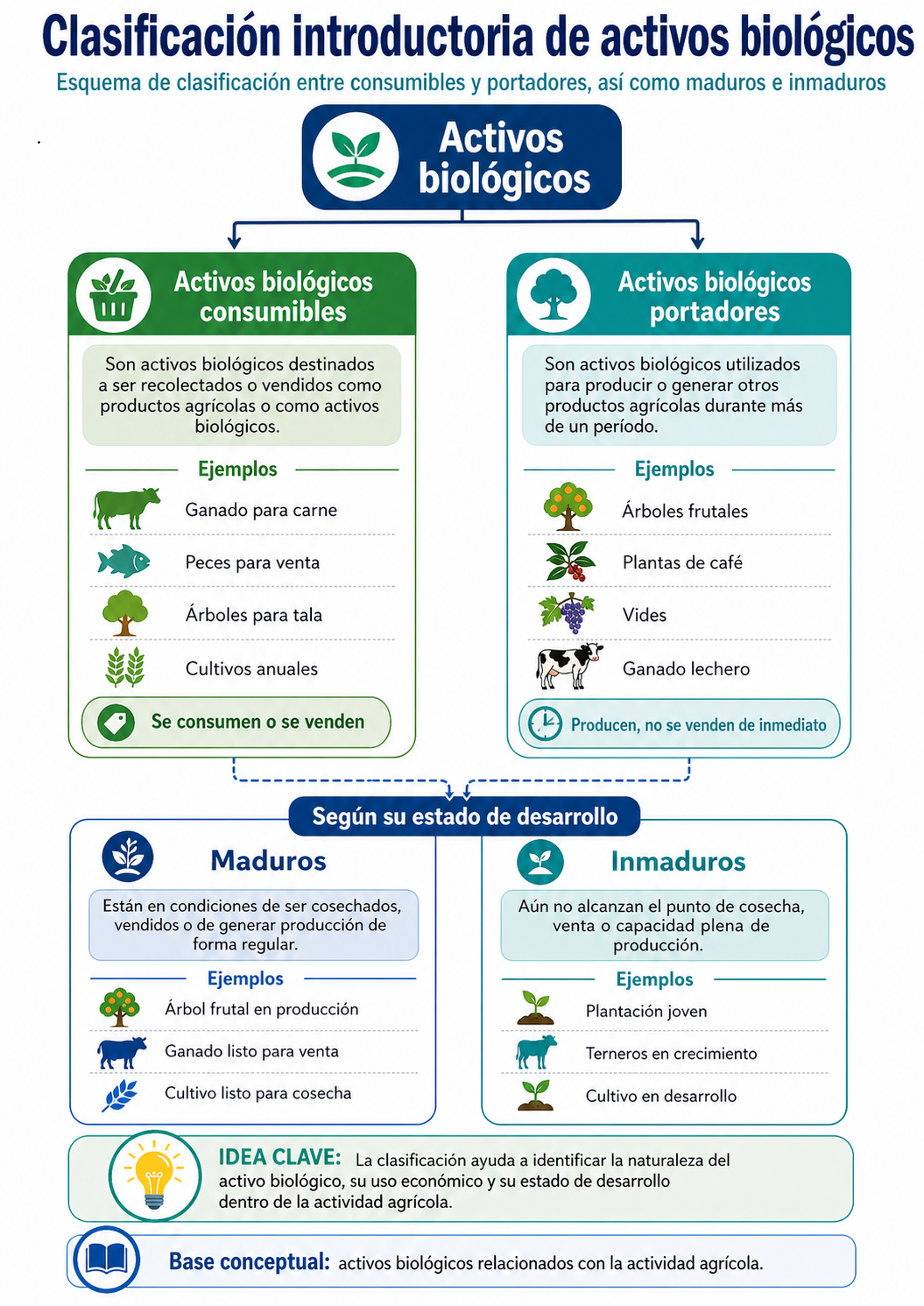 Clasificación introductoria de activos biológicos